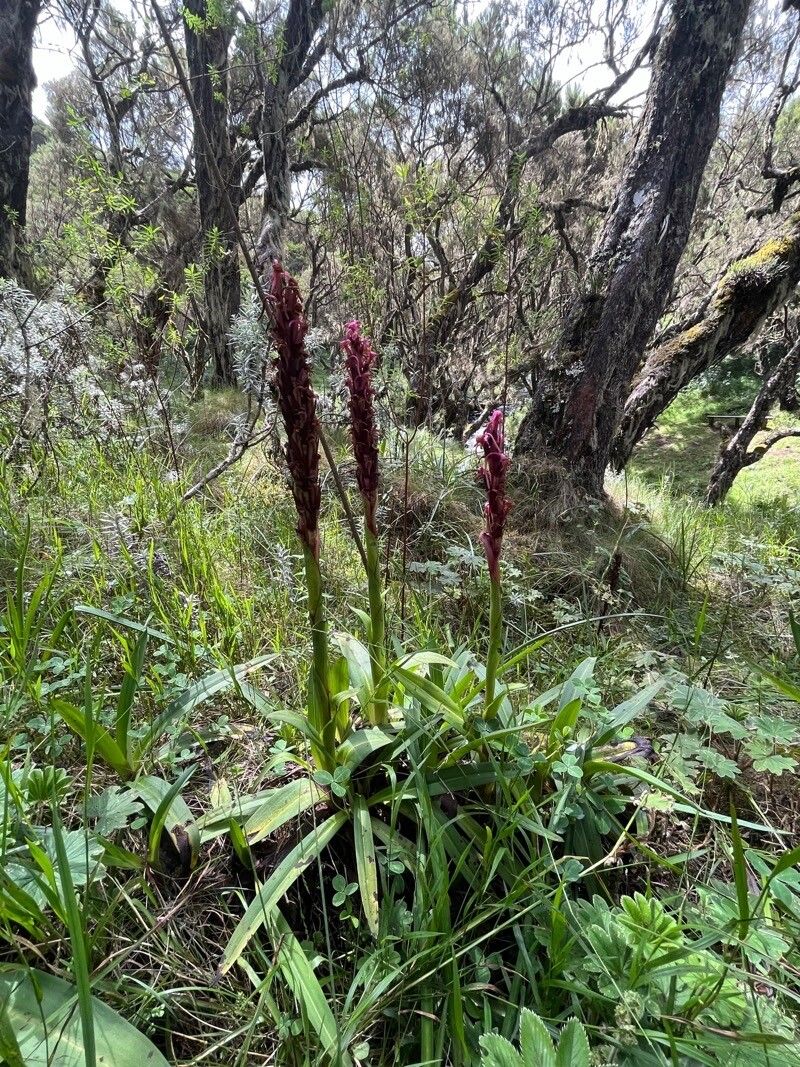 Cynorkis anacamptoides habit