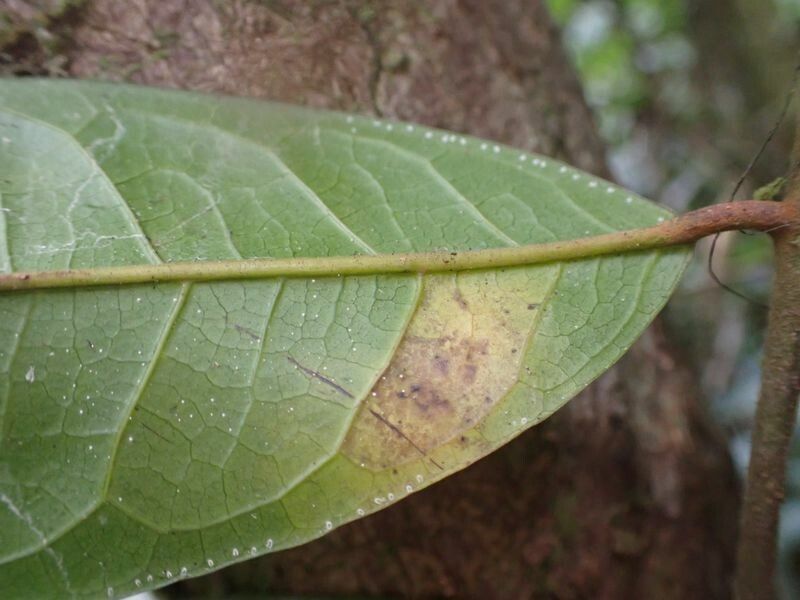 Pachylobus ledermannii — houseplant care guide