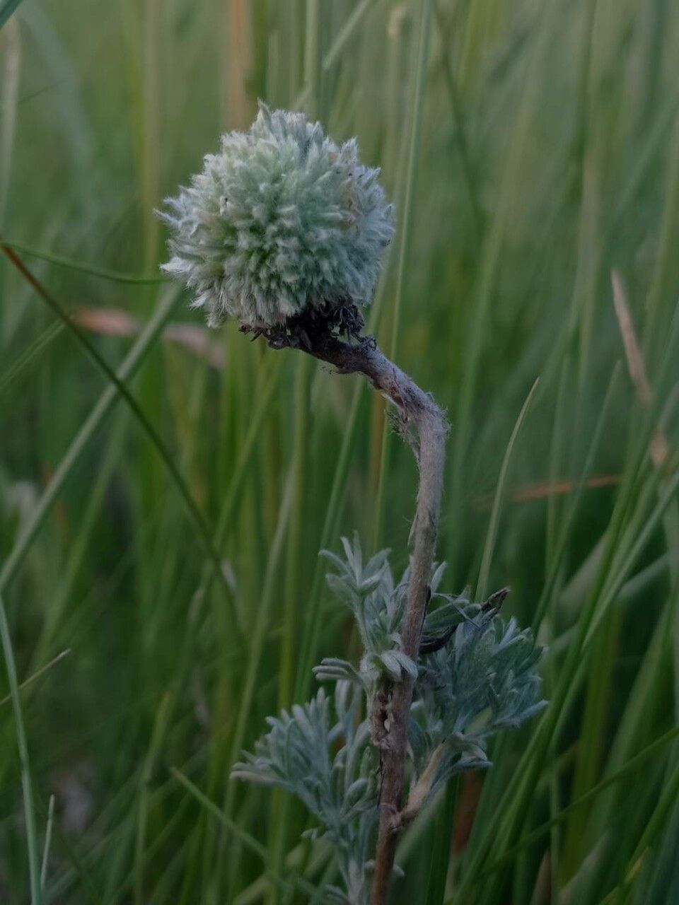 Artemisia frigida flower