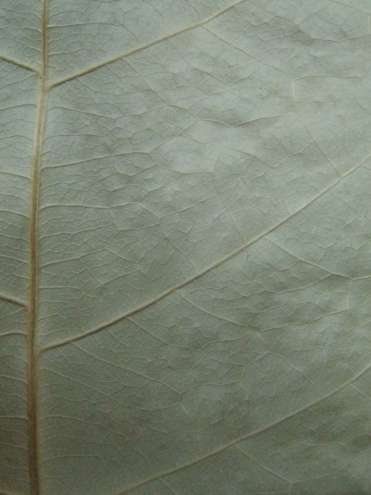 Morisonia frondosa other