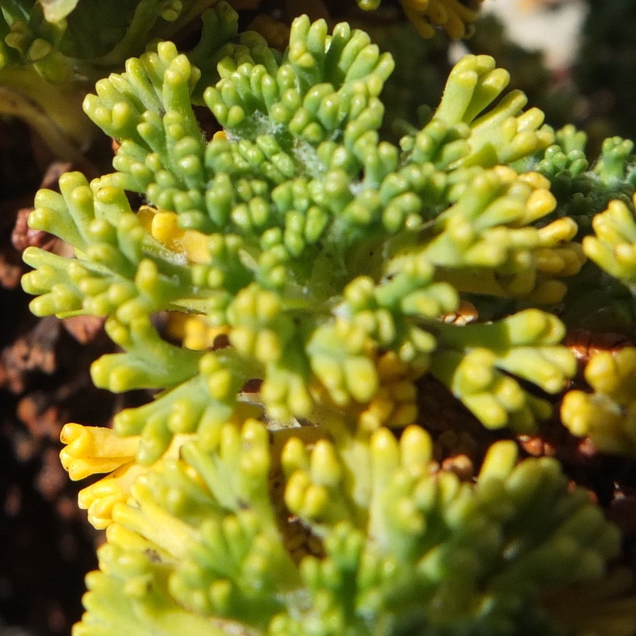 Xenophyllum dactylophyllum leaf