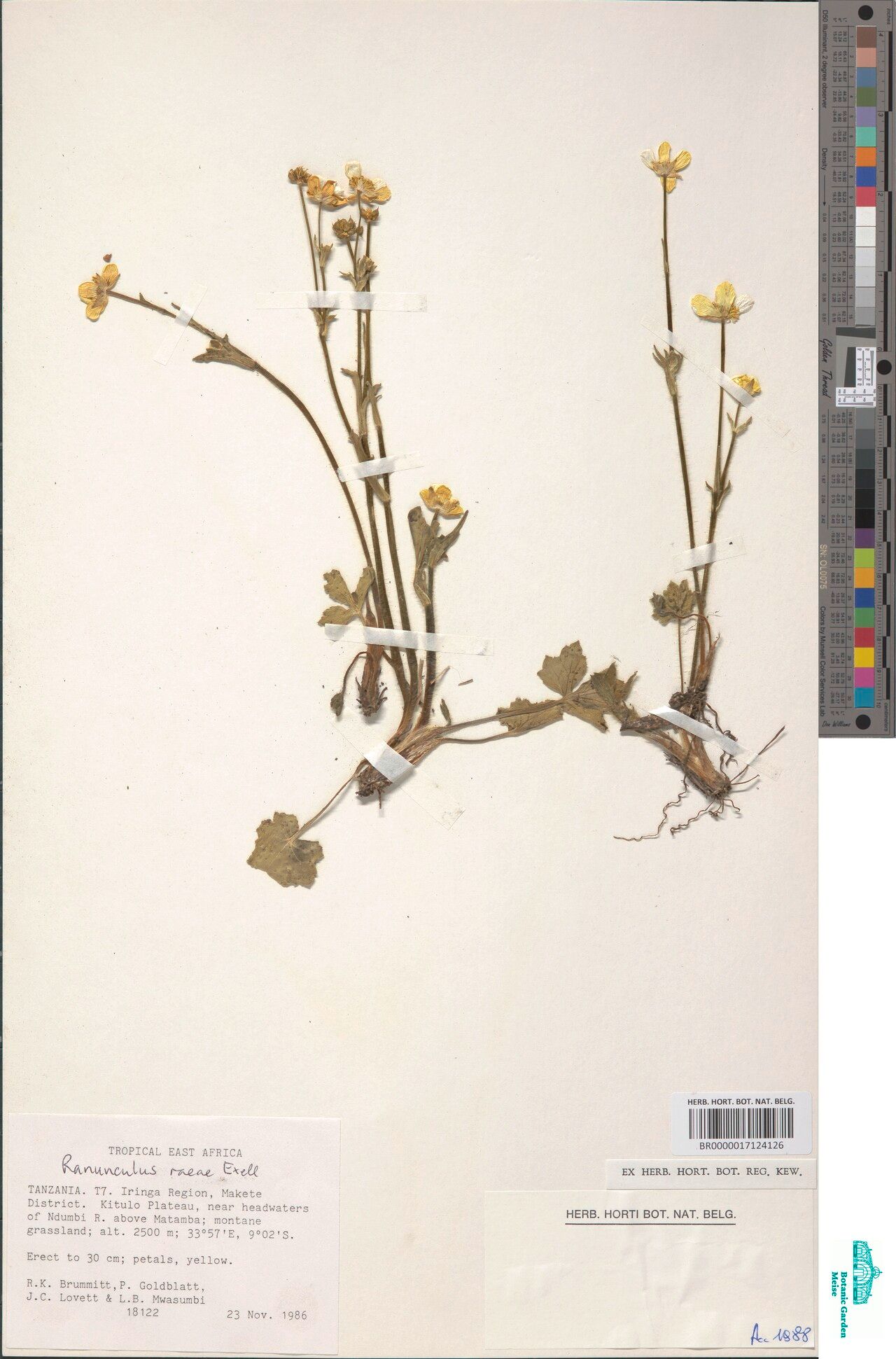 Ranunculus raeae — houseplant care guide