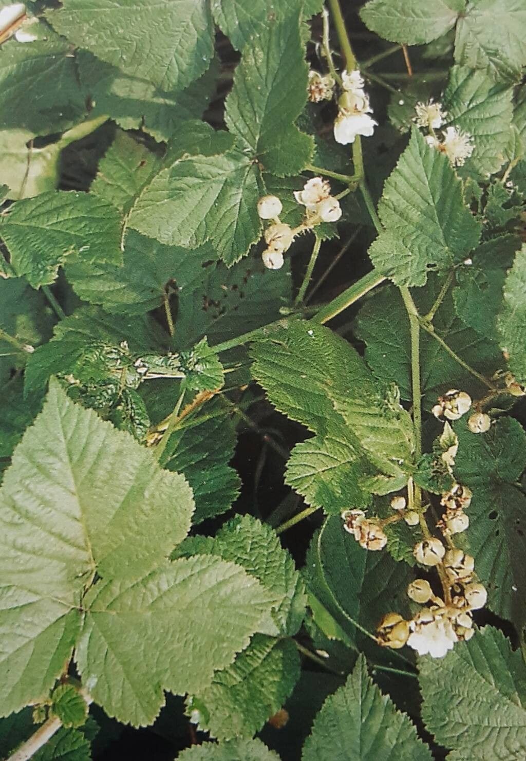 Rubus leuciscanus — houseplant care guide