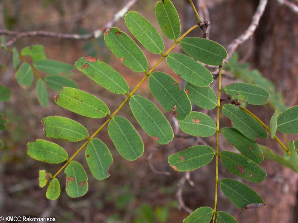 Senna viguierella — search result for 'Senna'