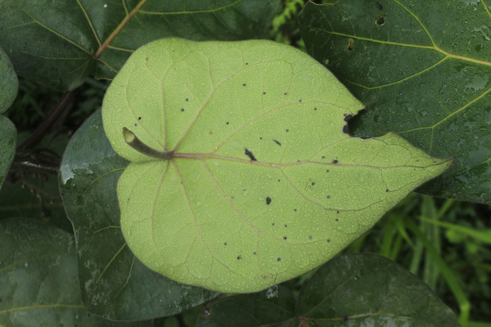 Solanum cajanumense — houseplant care guide