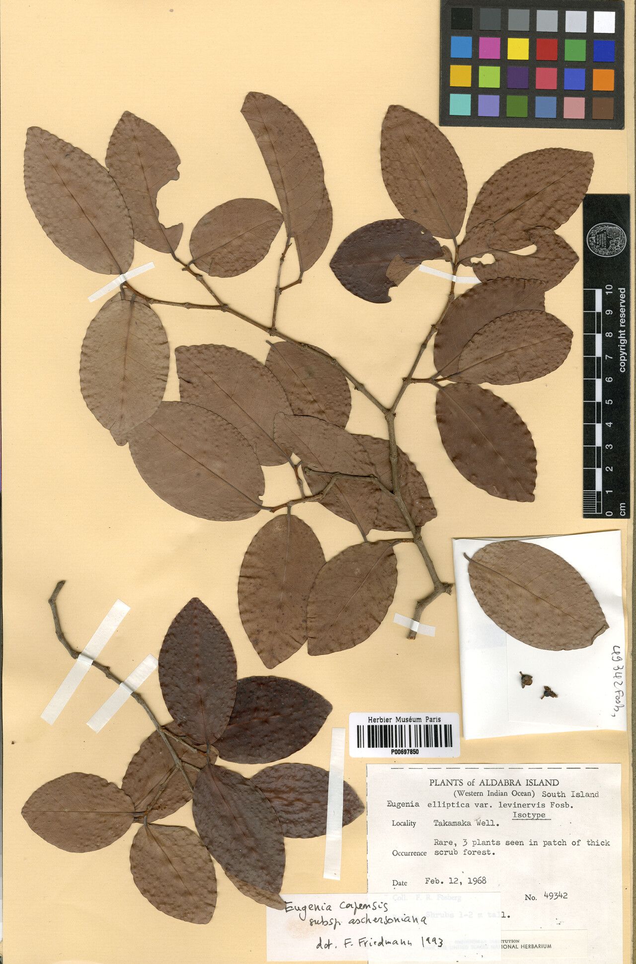 Eugenia elliptica — houseplant care guide