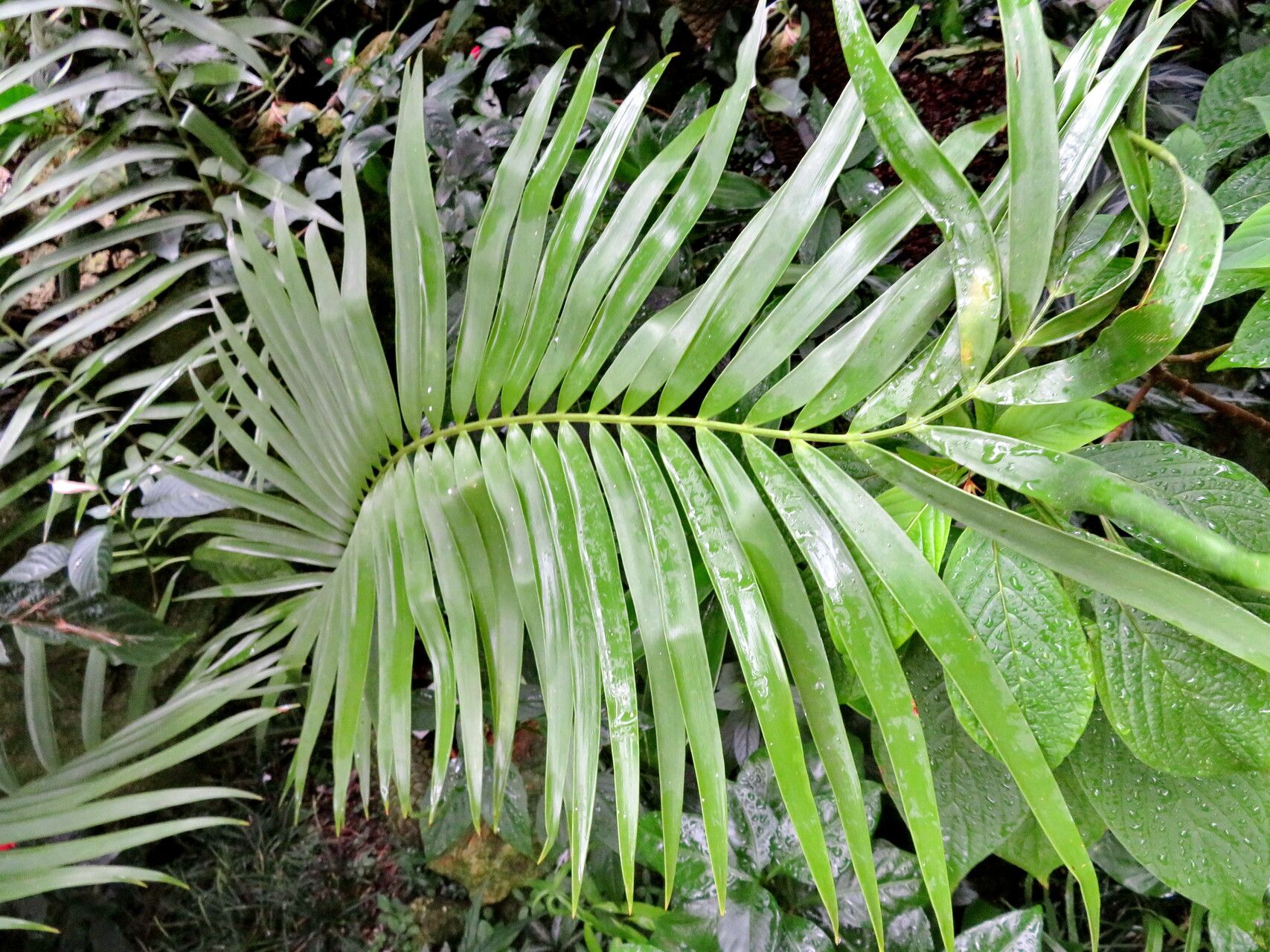 Ceratozamia robusta — search result for 'Ceratozamia'
