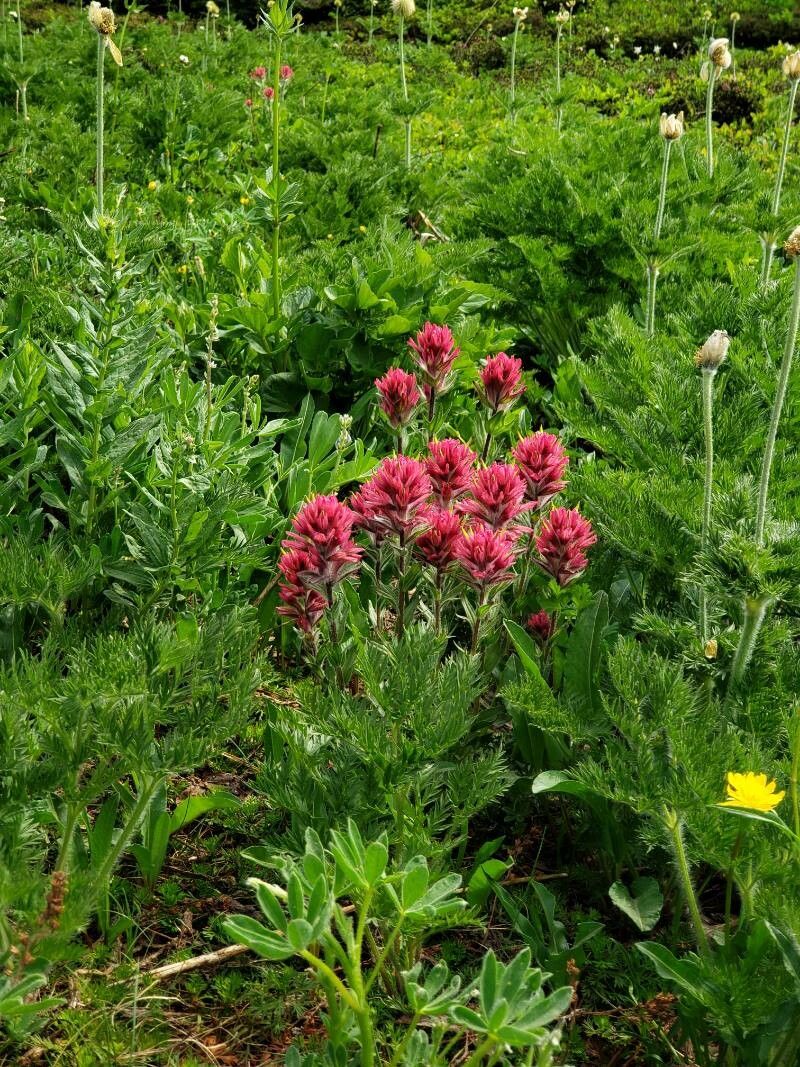 Castilleja parviflora habit