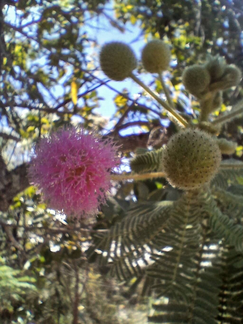 Mimosa setosissima flower