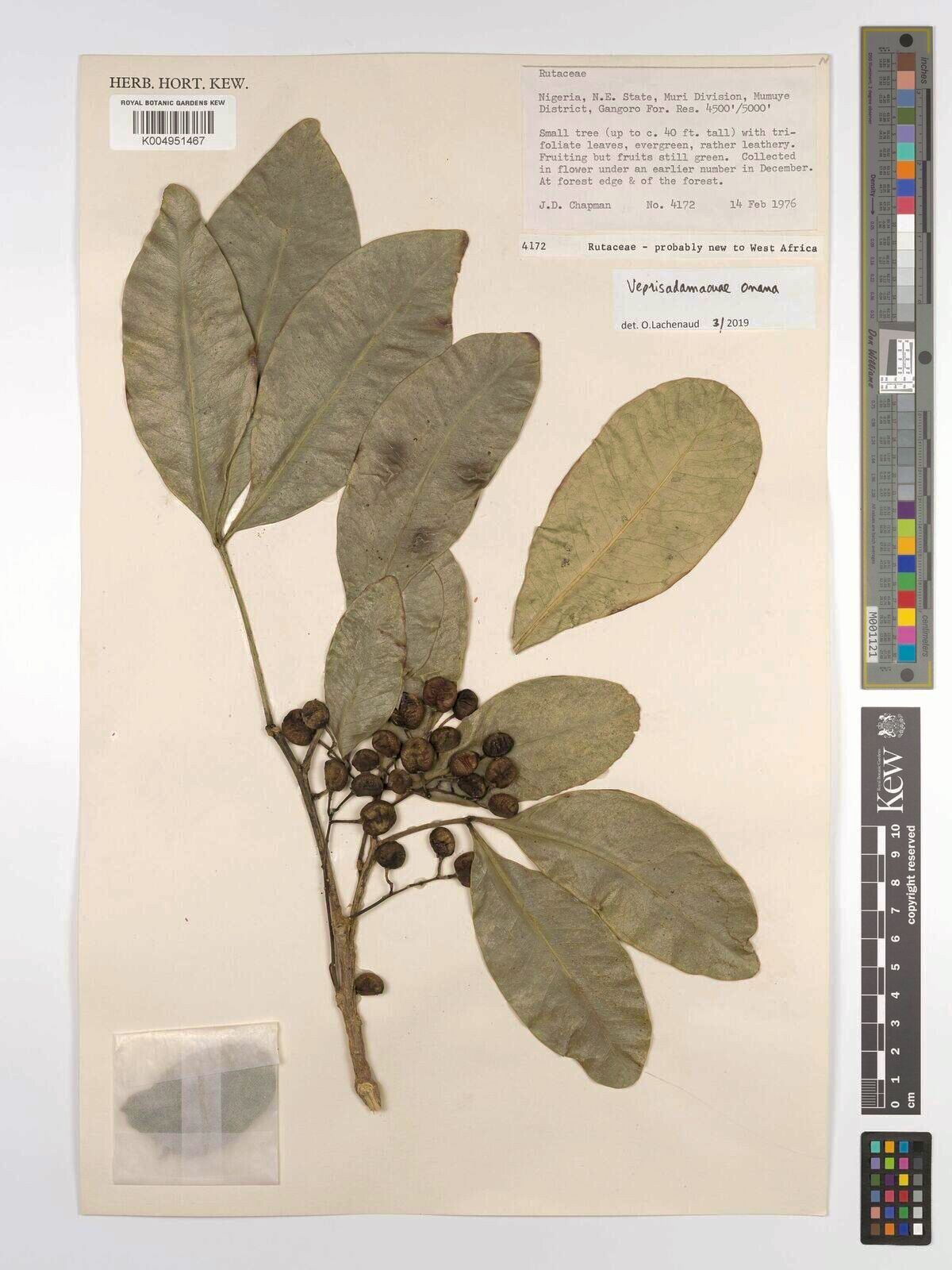 Vepris adamaouae — related species from the same genus