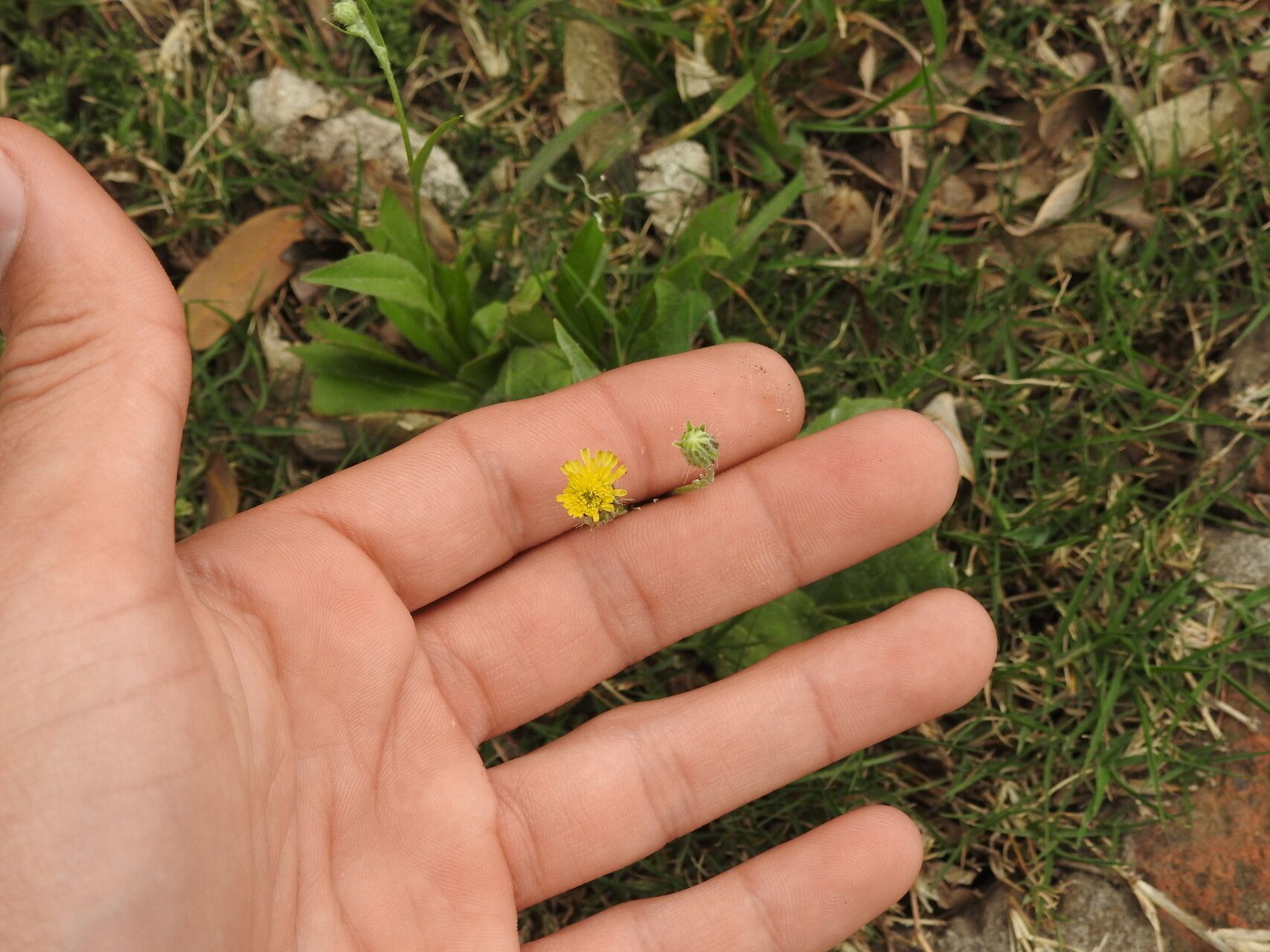 Hypochaeris microcephala flower