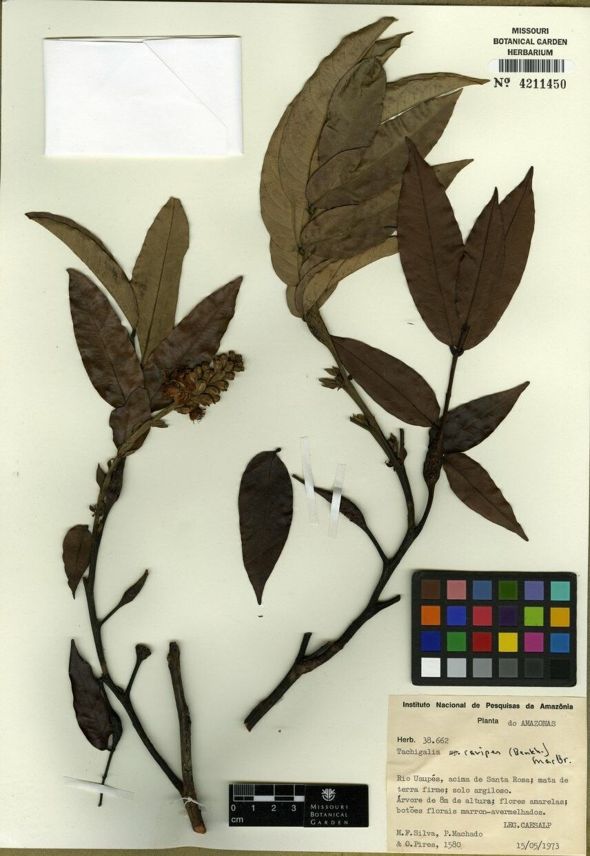 Tachigali cavipes — houseplant care guide