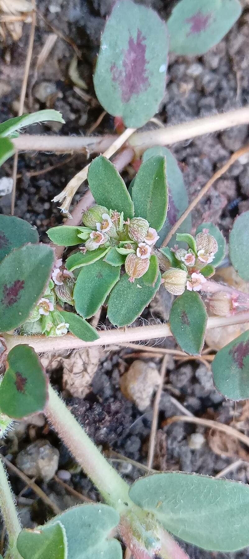 Euphorbia maculata flower