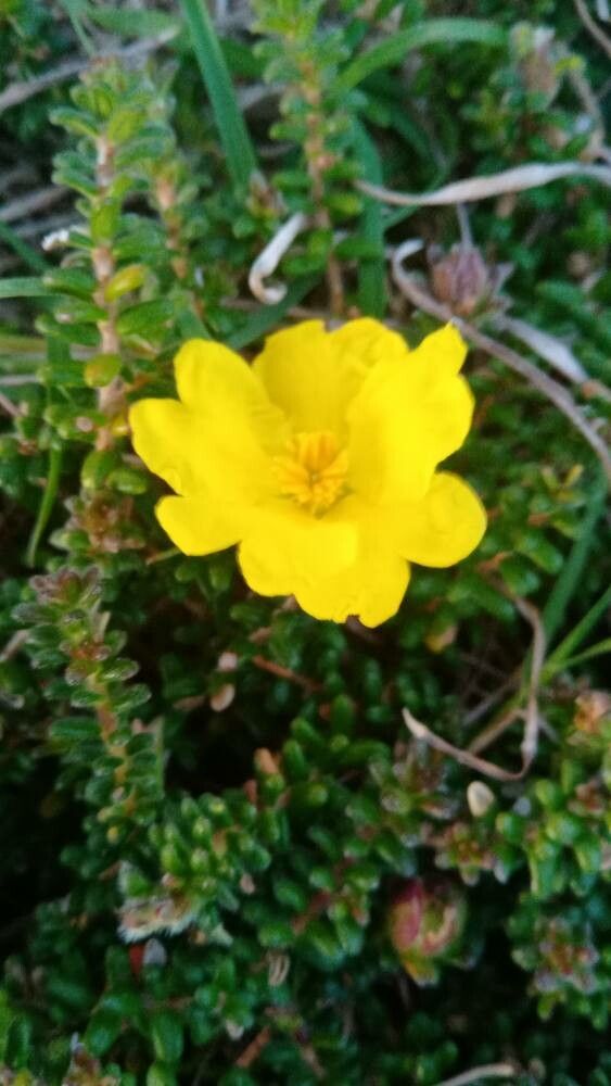 Hibbertia vestita — houseplant care guide
