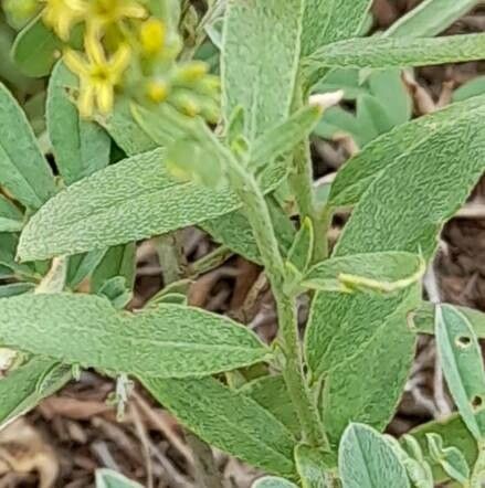 Heliotropium campestre — search result for 'Heliotropium'