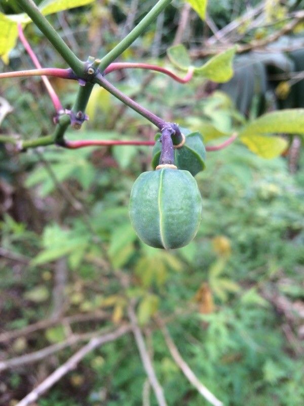 Manihot esculenta fruit