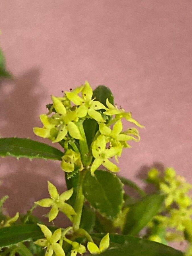 Rubia fruticosa flower