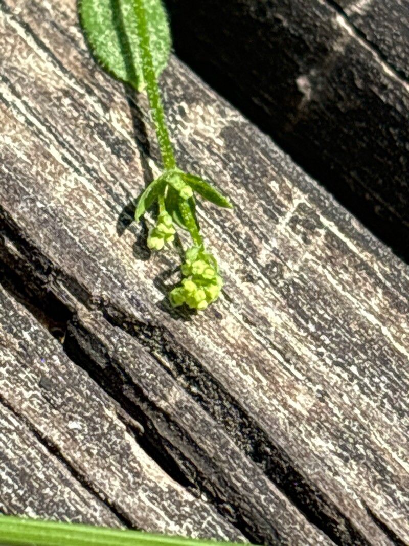 Galium broterianum flower