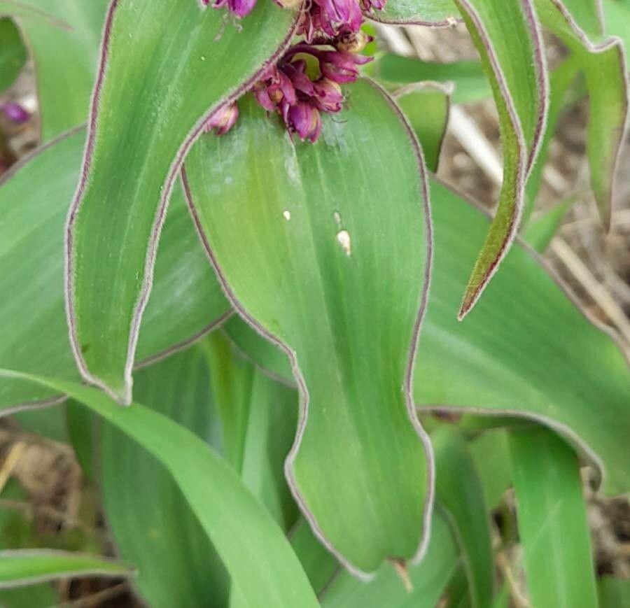 Tradescantia ambigua leaf