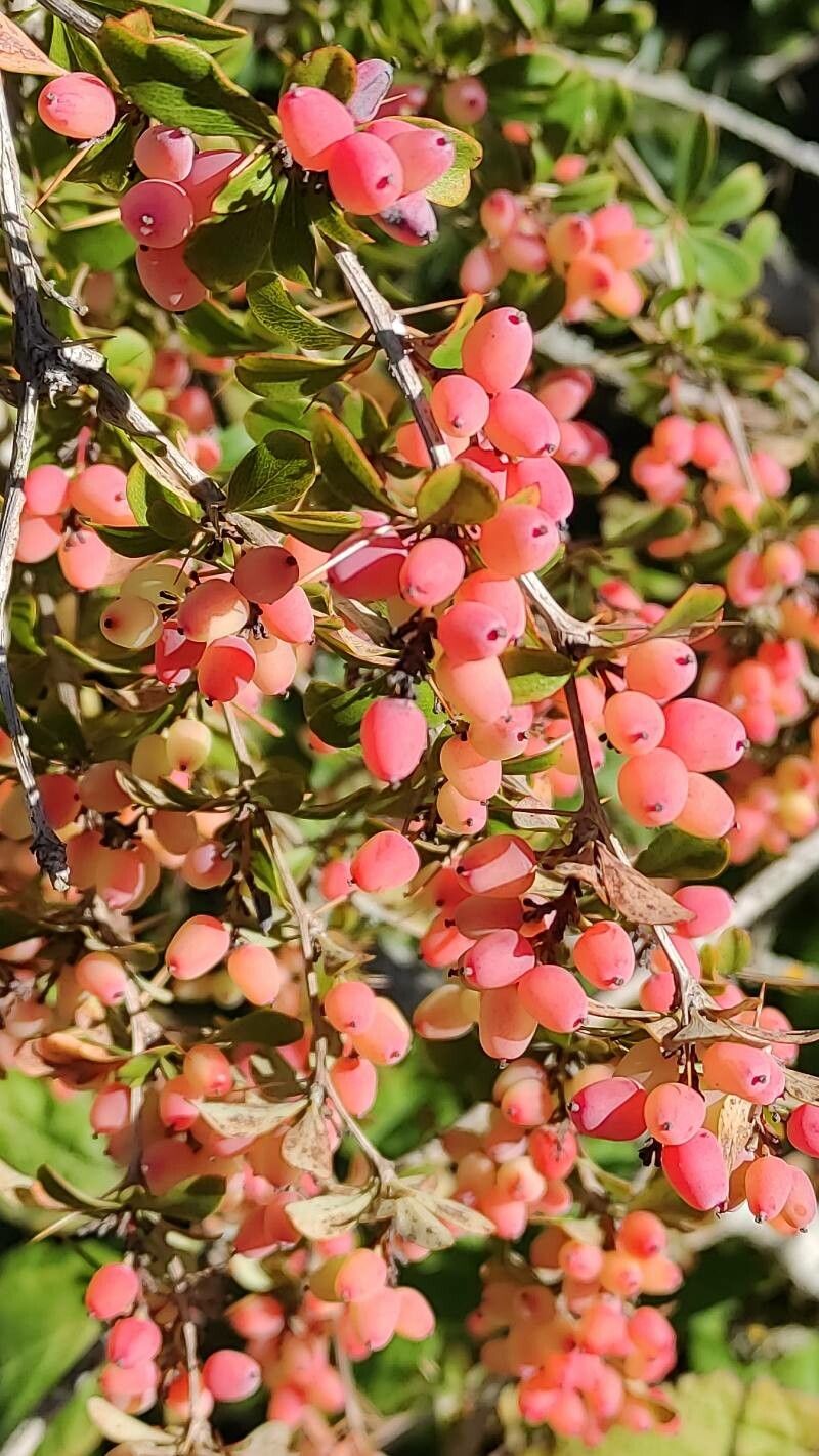Berberis temolaica fruit