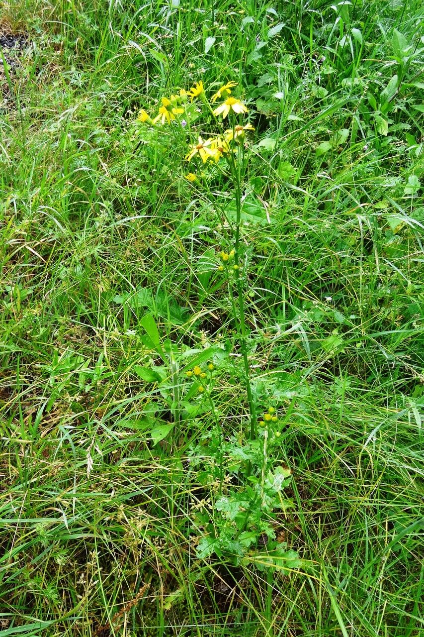 Jacobaea aquatica habit