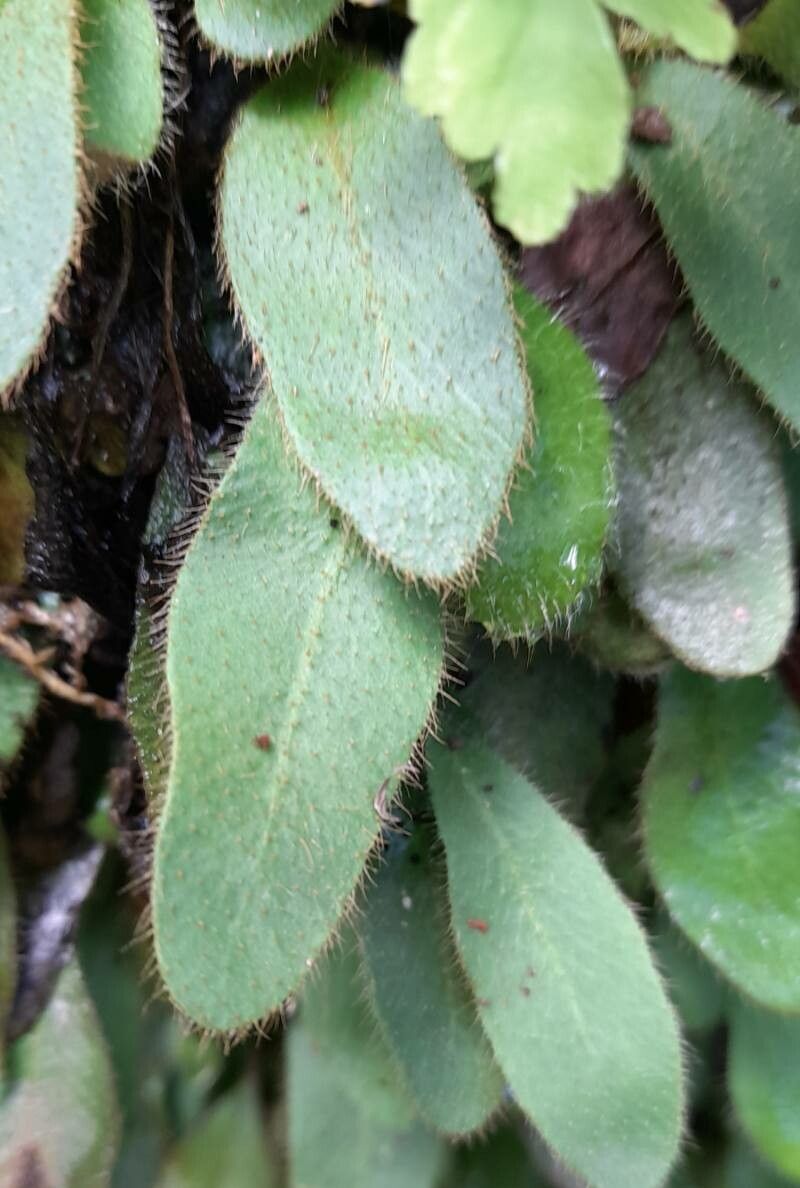Elaphoglossum piloselloides leaf