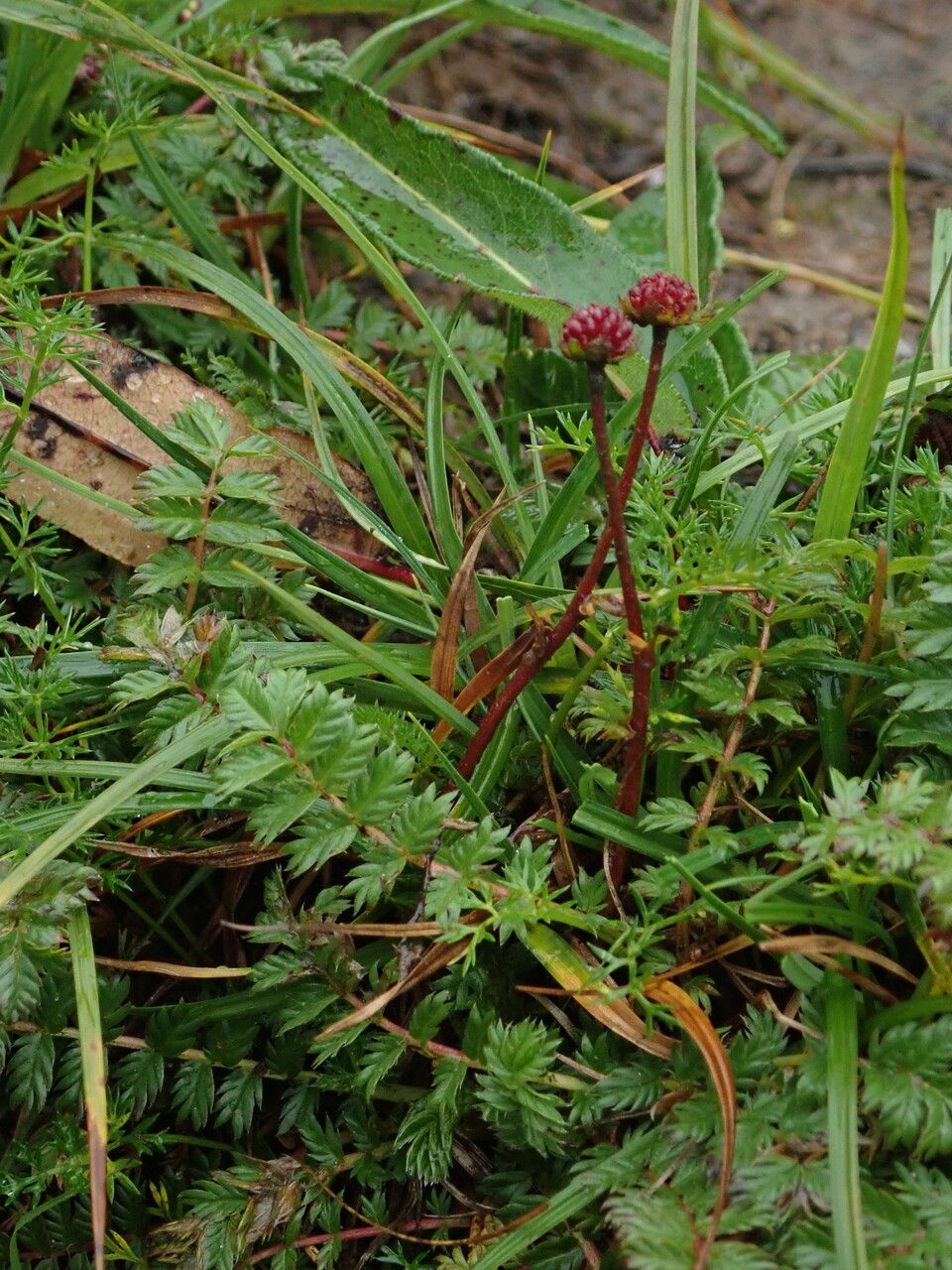 Argentina commutata habit