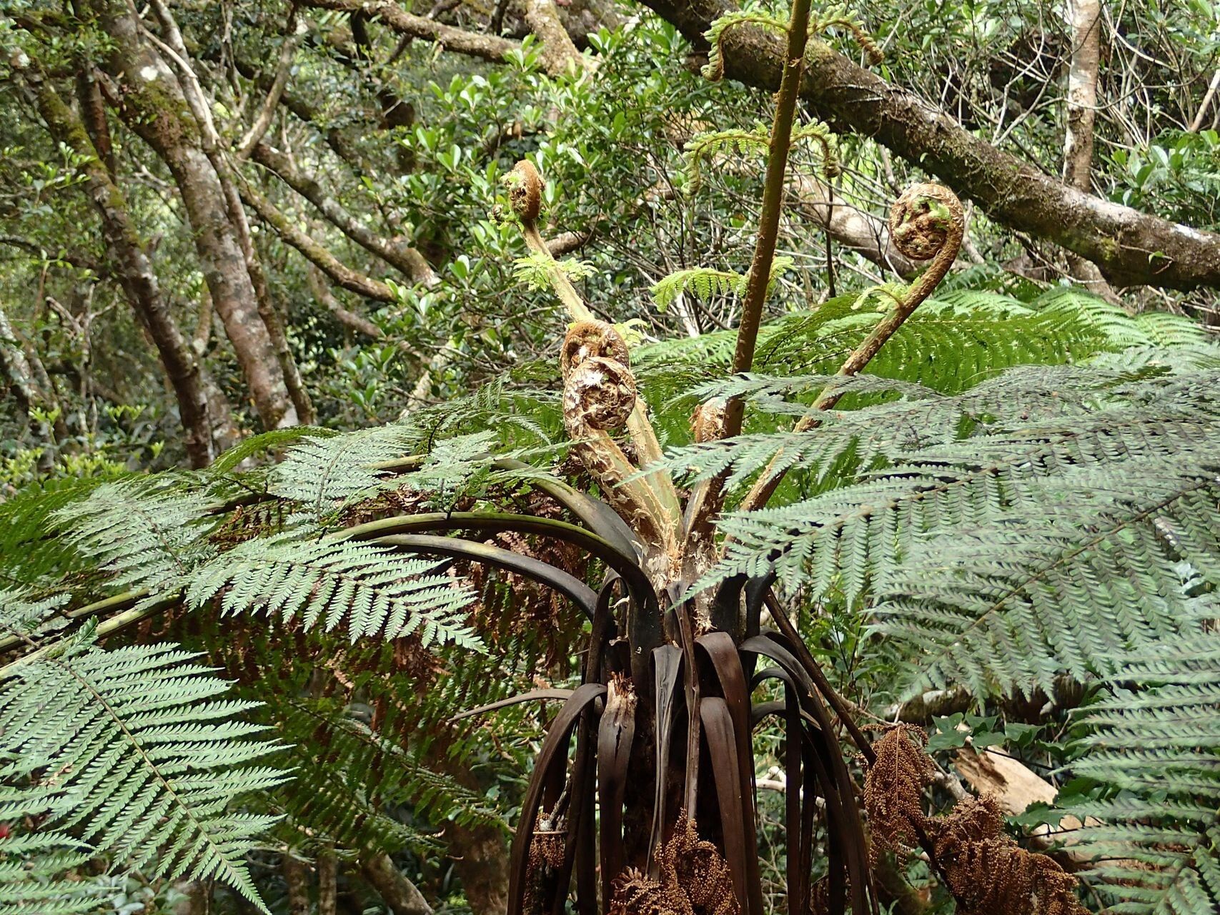 Dicksonia munzingeri habit