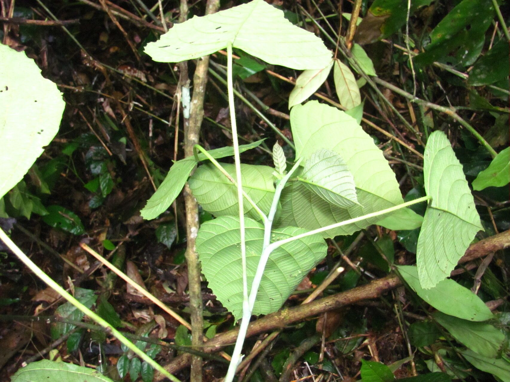 Macaranga paxii habit