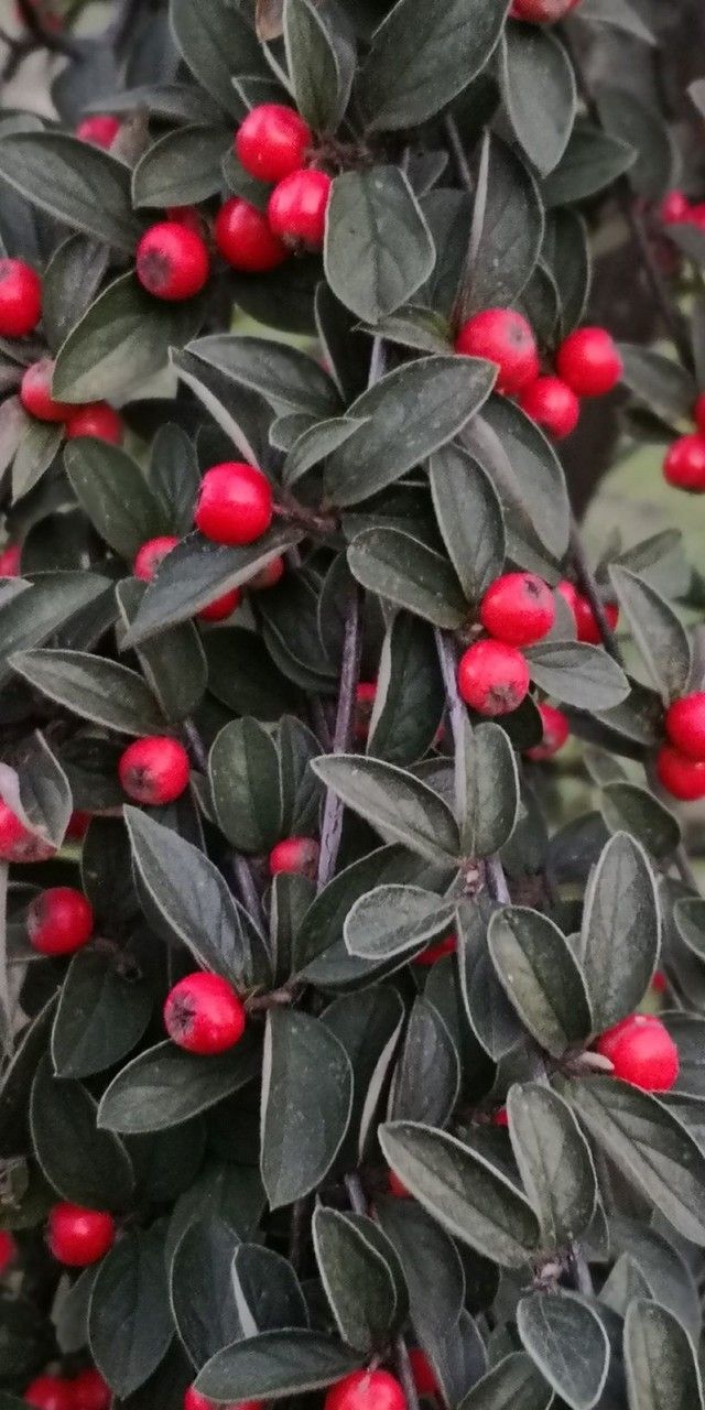 Cotoneaster wardii — search result for 'Cotoneaster'
