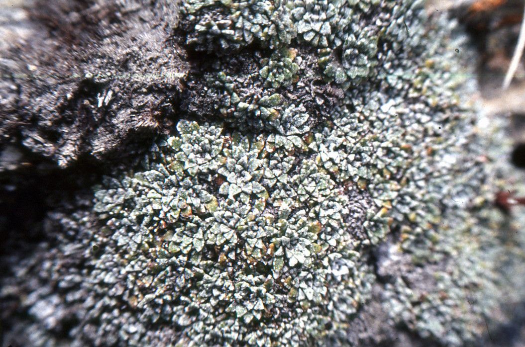 Saxifraga valdensis leaf