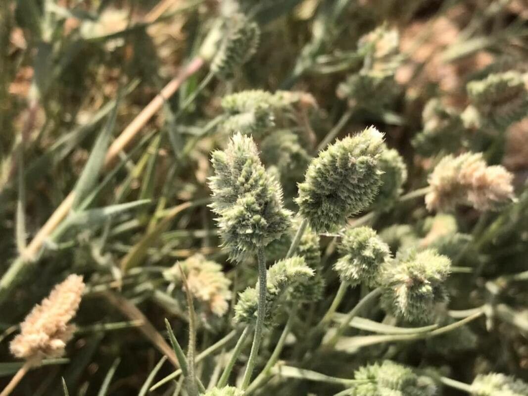 Aeluropus lagopoides — related species from the same genus