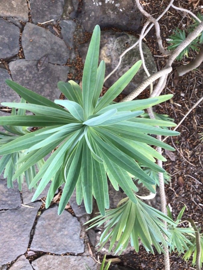 Euphorbia bourgeana leaf