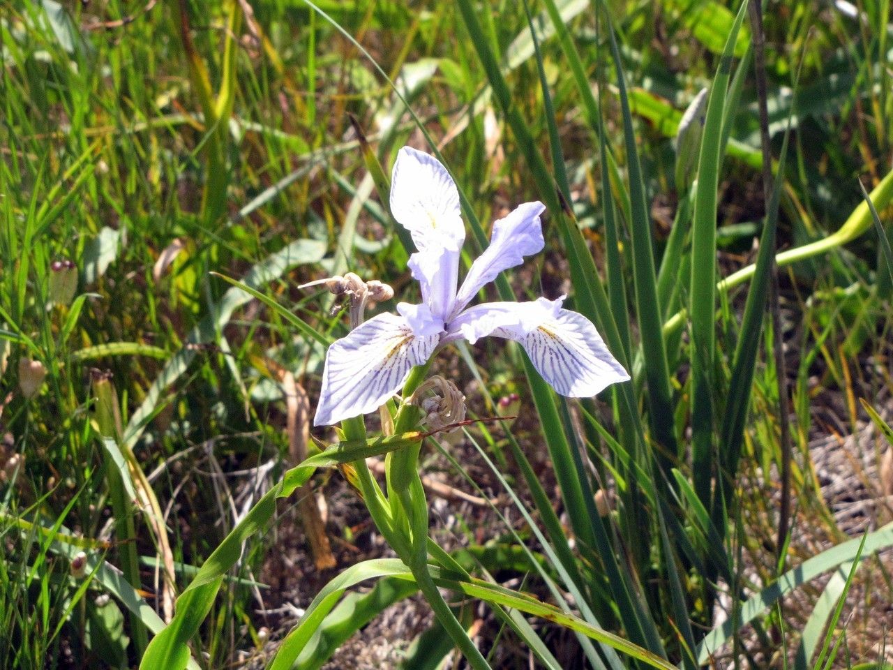 Iris douglasiana habit