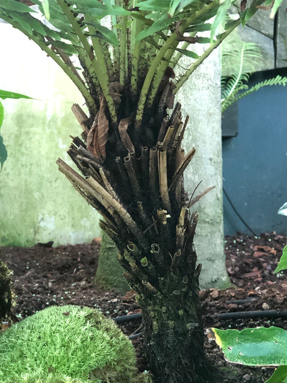 Oceaniopteris gibba bark