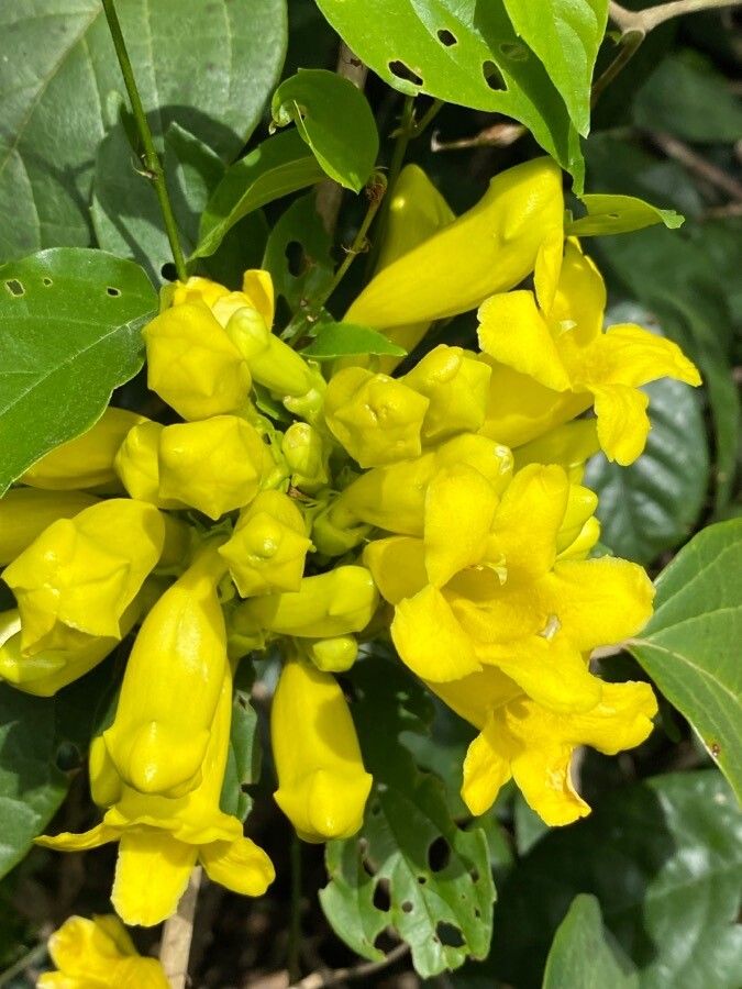 Anemopaegma setilobum flower