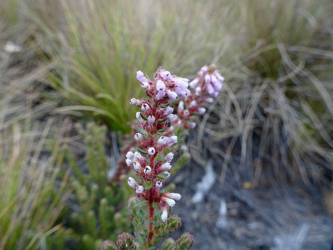 Erica silvatica flower