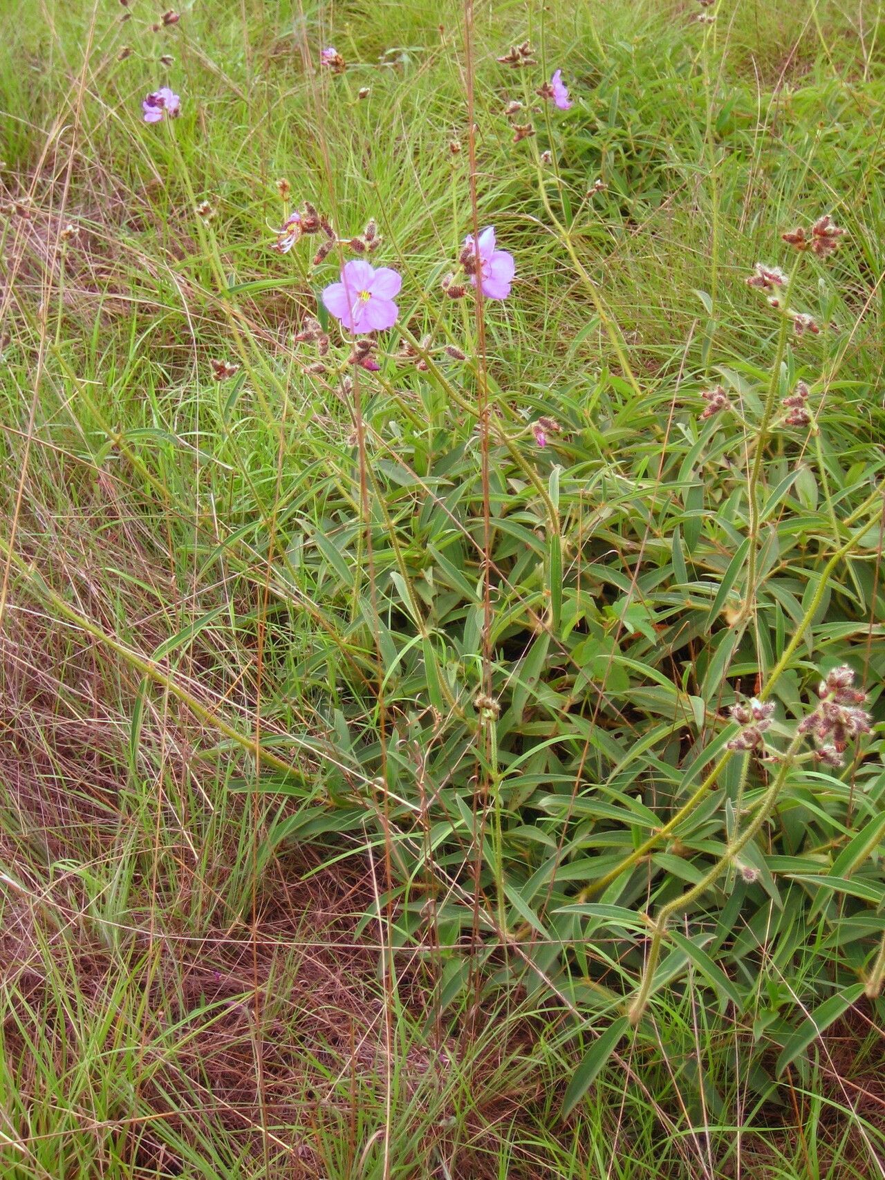 Dissotis grandiflora habit
