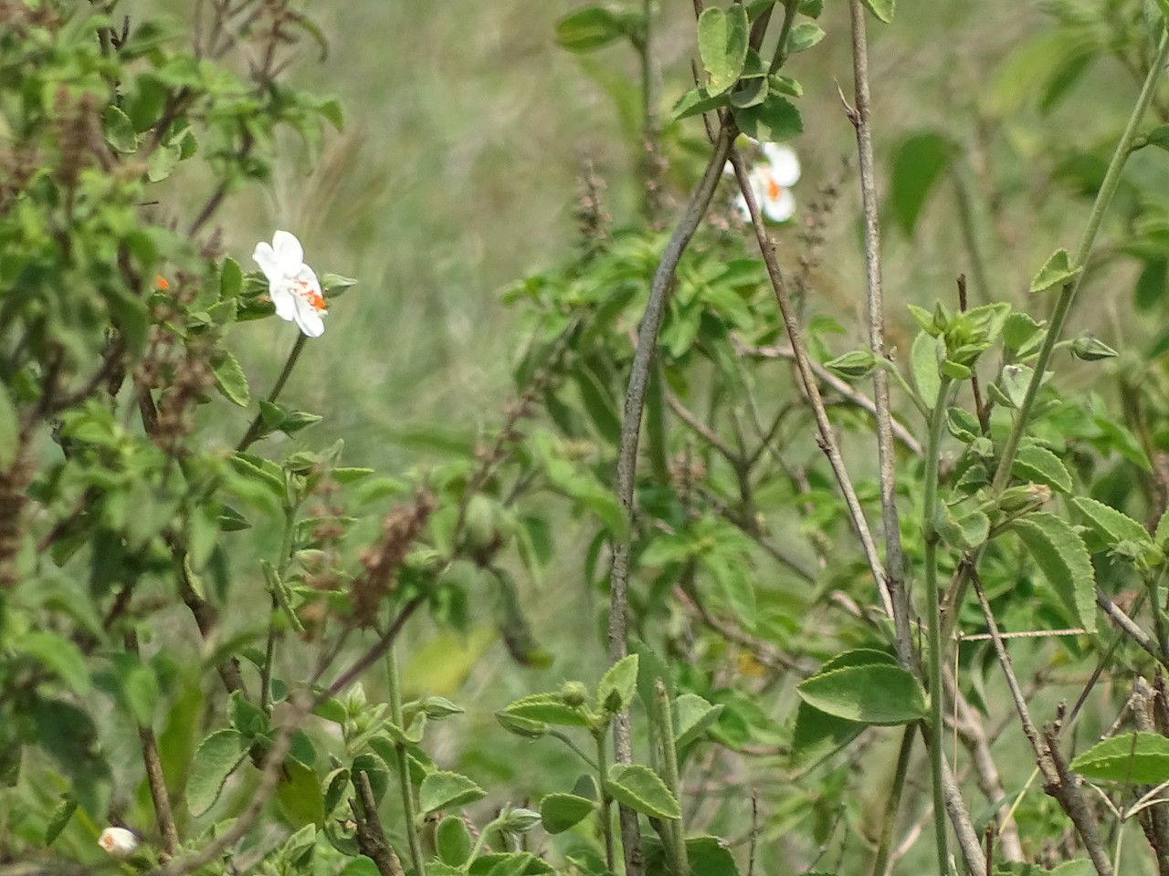 Hibiscus flavifolius — search result for 'Hibiscus'