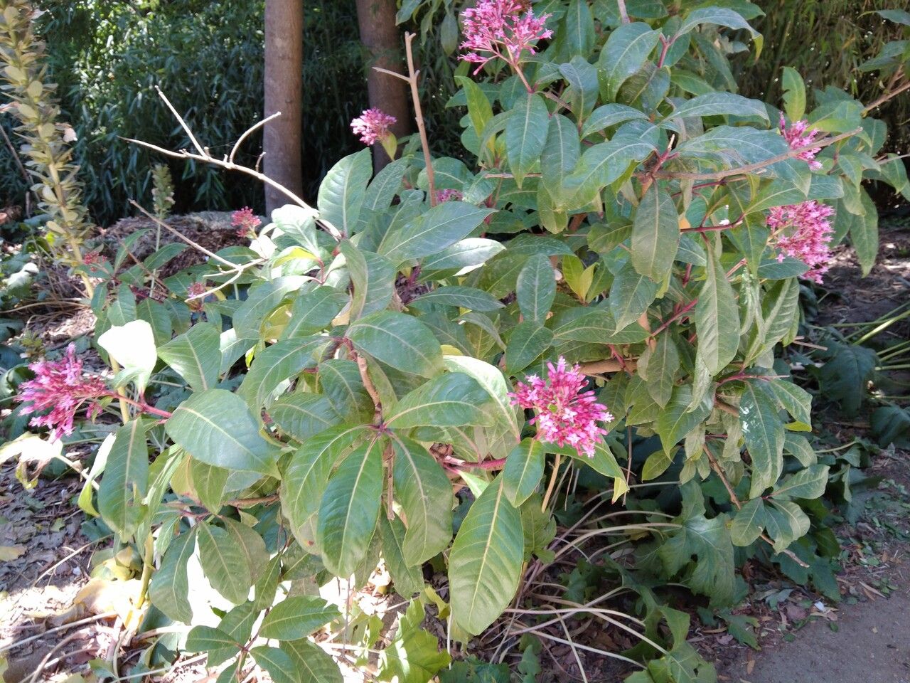 Fuchsia paniculata — search result for 'Fuchsia'
