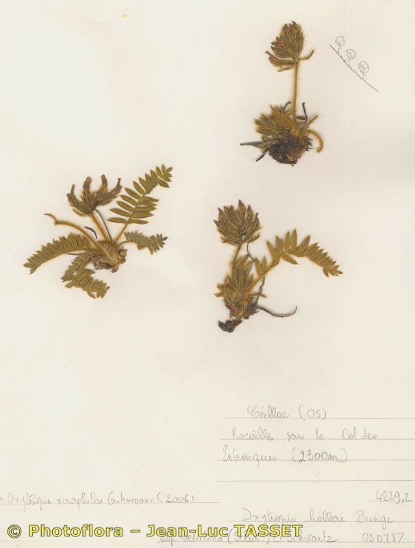 Oxytropis xerophila habit