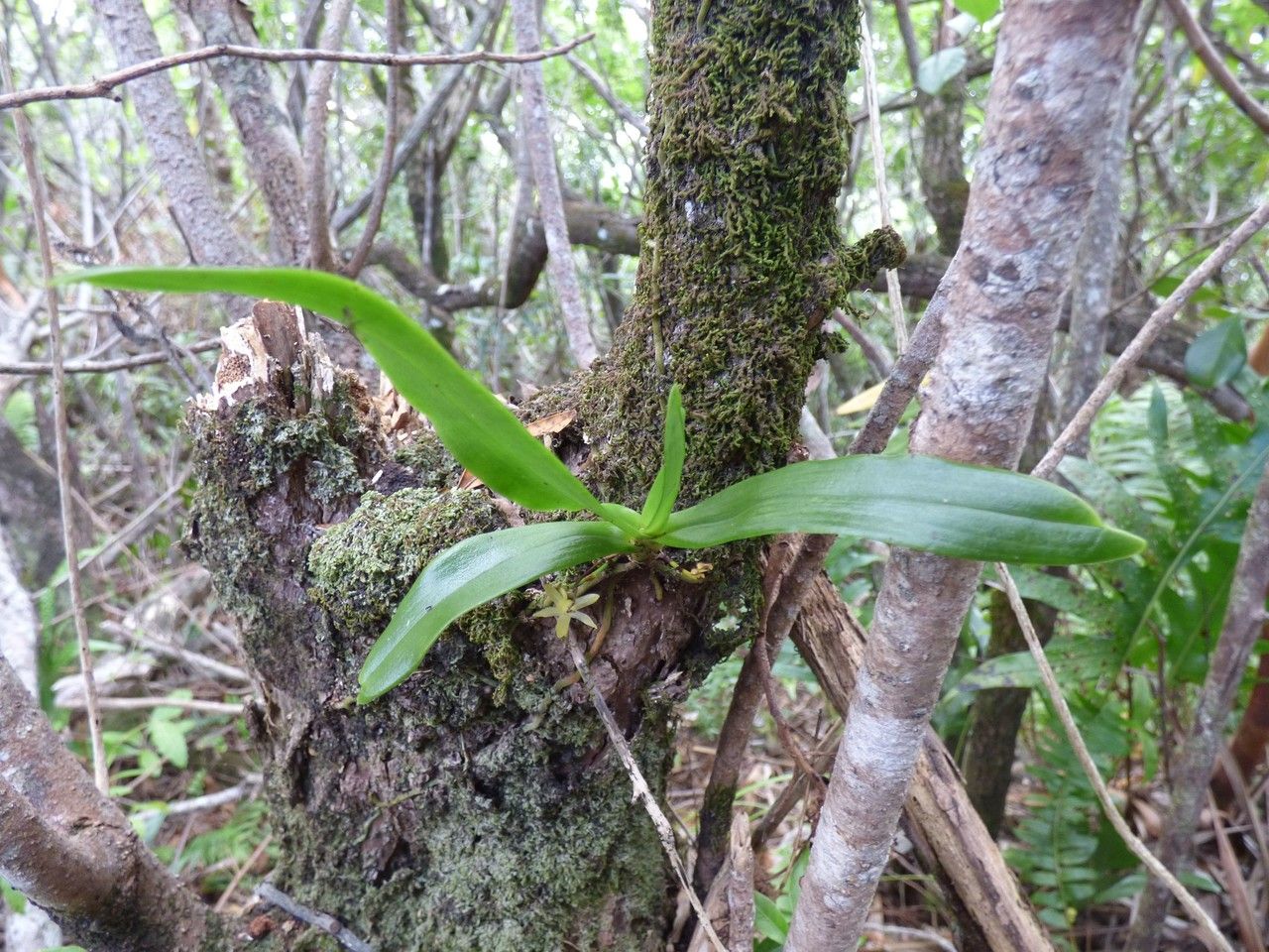 Angraecum zeylanicum habit