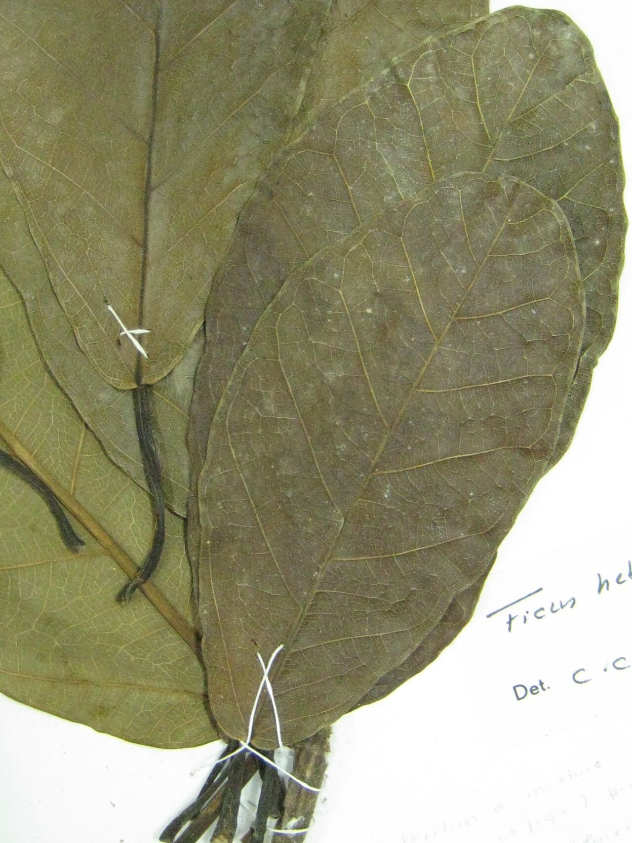 Ficus hebetifolia other