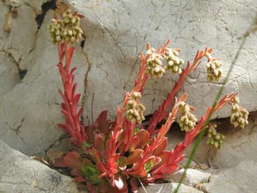 Rosularia libanotica — related species from the same genus