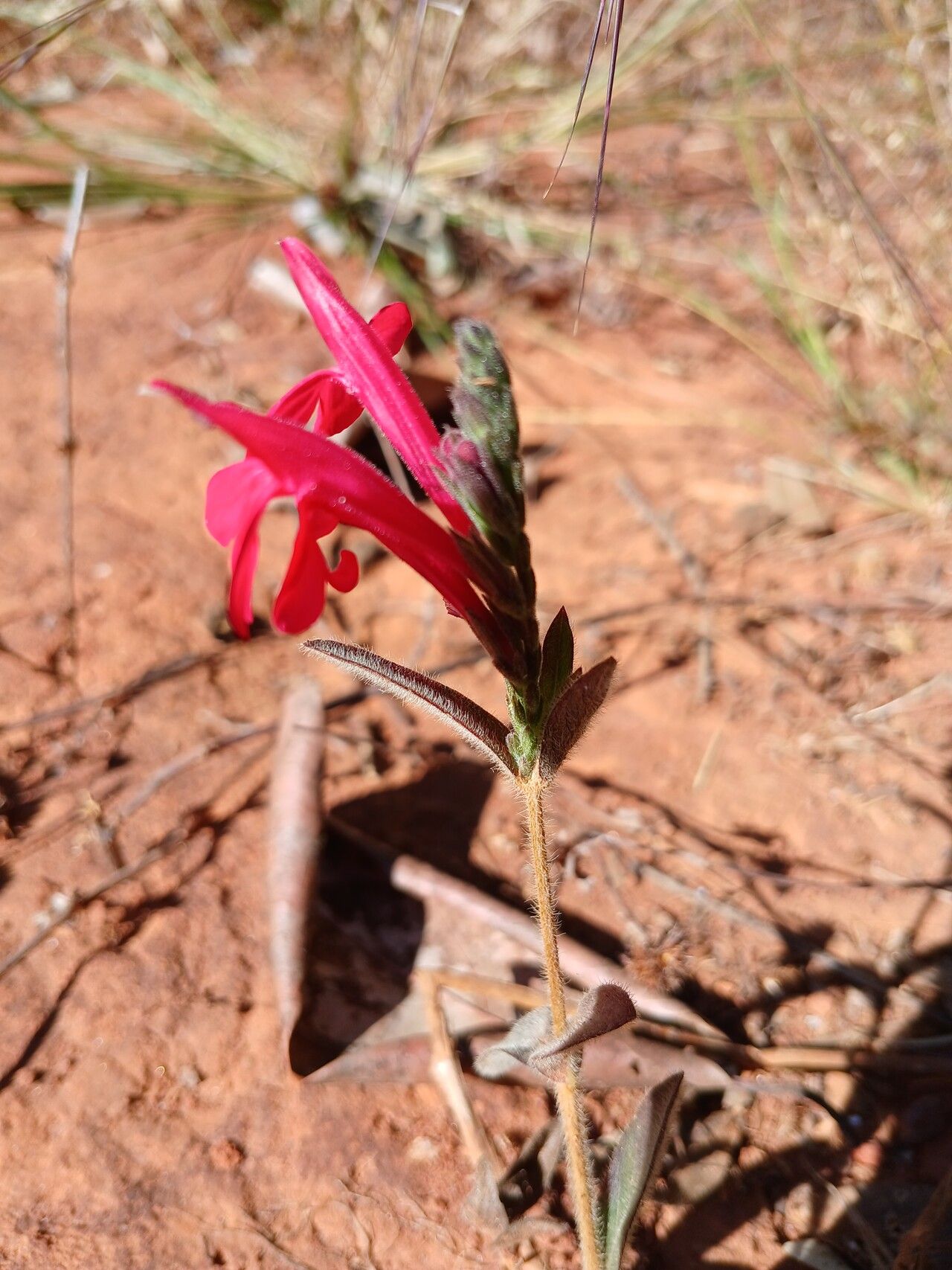 Justicia lanstyakii flower