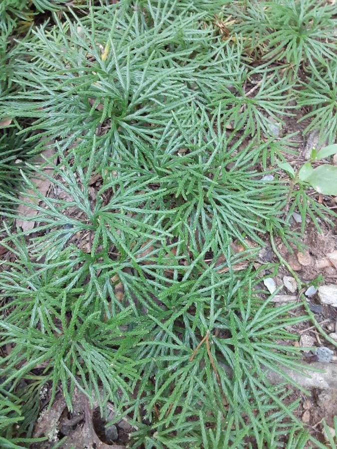 Diphasiastrum complanatum