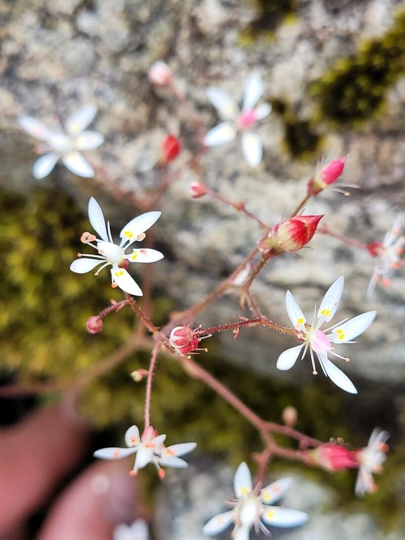 Micranthes ferruginea — houseplant care guide