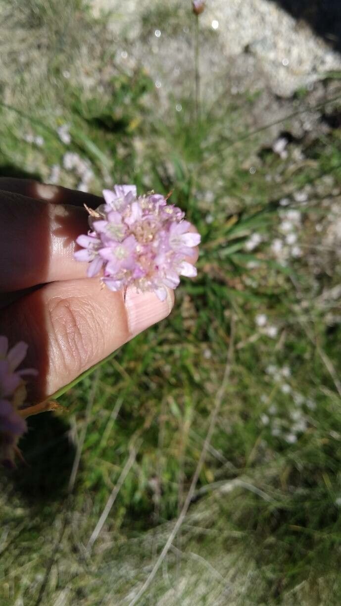Armeria sampaioi — houseplant care guide