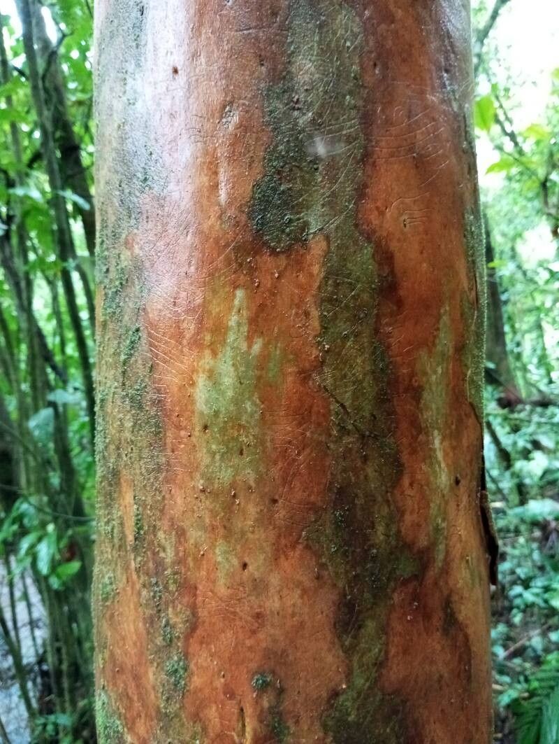 Plinia guanacastensis bark