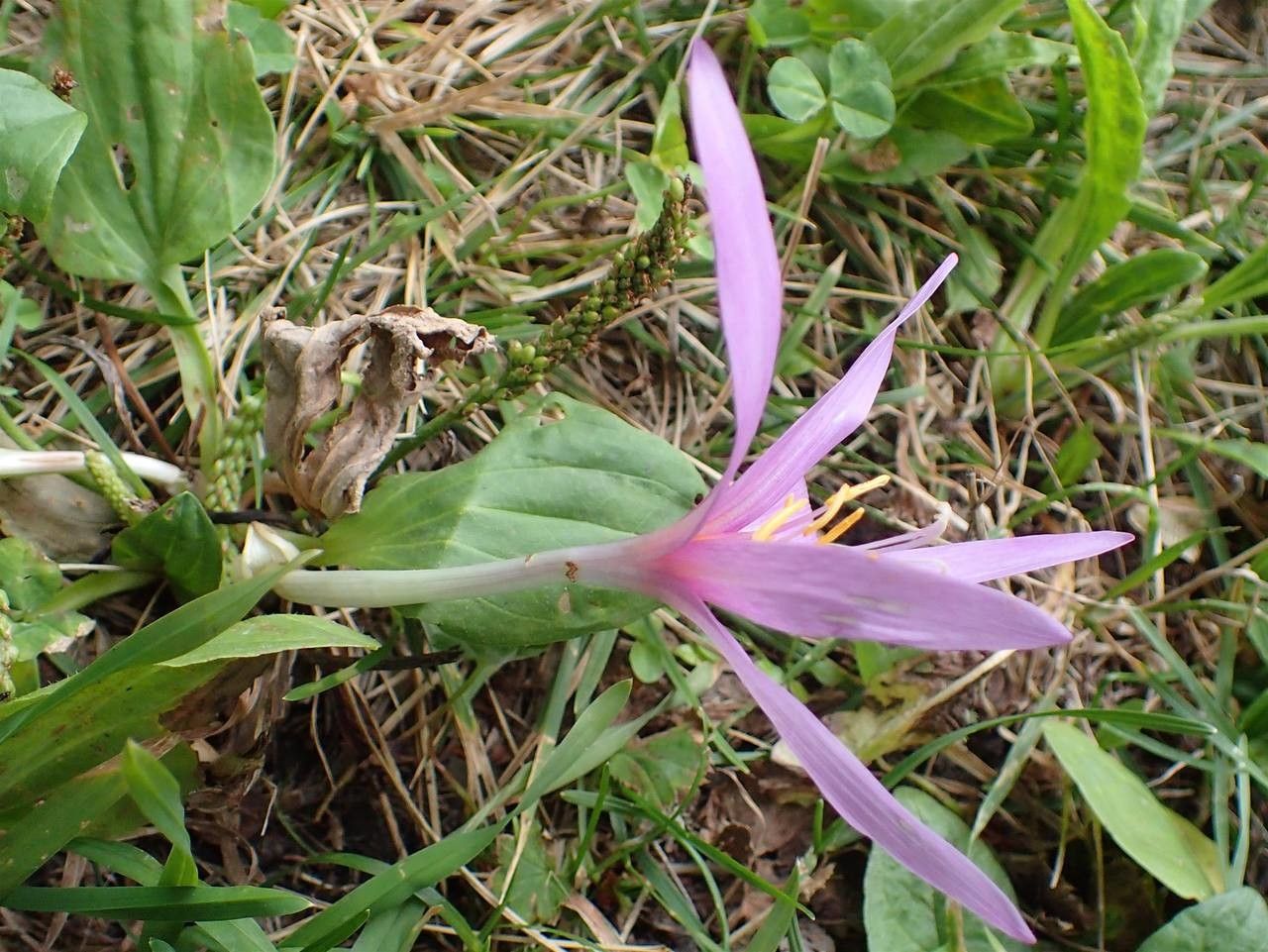 Colchicum alpinum habit